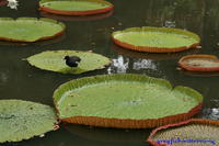 Jardin Botanique