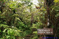 Foret primaire