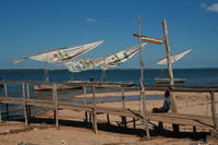 Dhows
