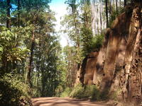 Foret