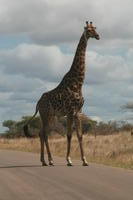 Girafe