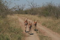 Impalas