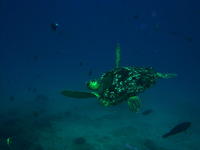 Tortue