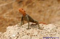 Agama