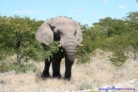 Elephant