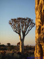 Kokerboom