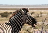 Zebre