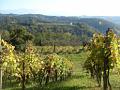 Vendanges 2008