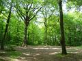 forets