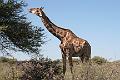 Etosha