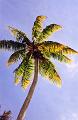 cocotiers02