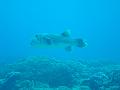 fakarava15025