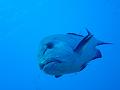 fakarava15129