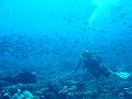 fakarava15155