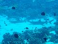 fakarava15188