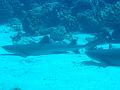 fakarava15192