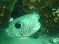 moorea13399