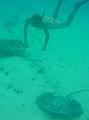 moorea13441