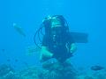 rangiroa-plongee14944