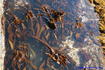 [iero] Gros plan sur les kelps
