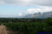 [iero] Vignes et Table Mountain