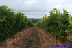 [iero] Des vignes à perte de vue
