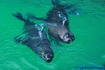 [iero] Otaries à moustaches du Cap