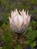 [iero] Une Protea