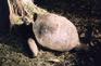 [iero] On croise aussi des grosses tortues.