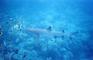 [iero] Dans l'eau, le requin impose le respect.