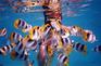 [iero] Dès que l'on plonge la tête dans l'eau, il y a des poissons multicolores.