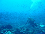 iero fakarava15155