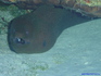 iero manihi14784