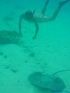iero moorea13441