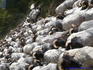 [iero] Ce n'est pas un chemin, c'est une autoroute à moutons.