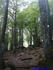 [iero] Vite sortons de cette forêt !