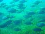 [iero] Poissons..