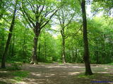 Forets Versailles
