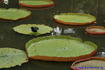 [iero] Poule d'eau sur nénuphar