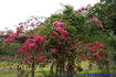 [iero] Bougainvilliers