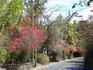 [iero] Bougainvilliers multicolores