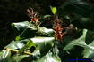 [iero] Une plante exotique, mais laquelle ?
