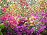 [iero] Bougainvillier