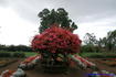 [iero] Bougainvillier en pot.. Modèle pour grand appartement !