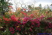 [iero] Explosion de couleurs