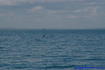 [iero] Un dauphin, des dhows ?