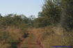 [iero] A travers les hautes herbes