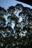 [iero] Plantations d'eucalyptus