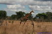 [iero] Paisible girafe