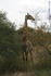 [iero] Girafe de profil